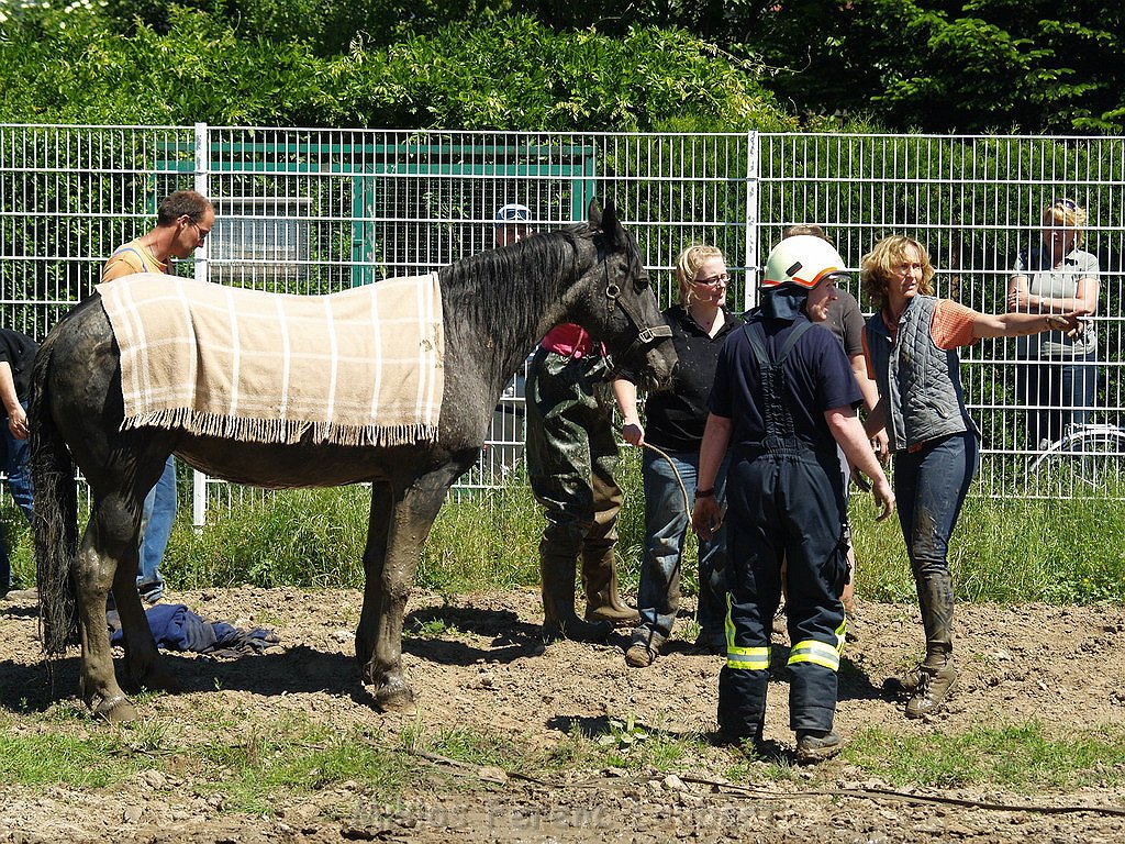Pferd in Not Koeln Porz Gremberghoven P232.JPG
